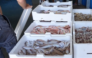 Pesca: Alleanza Cooperative, estendere il Pdl Carloni su sostegno under 40 in agricoltura anche...